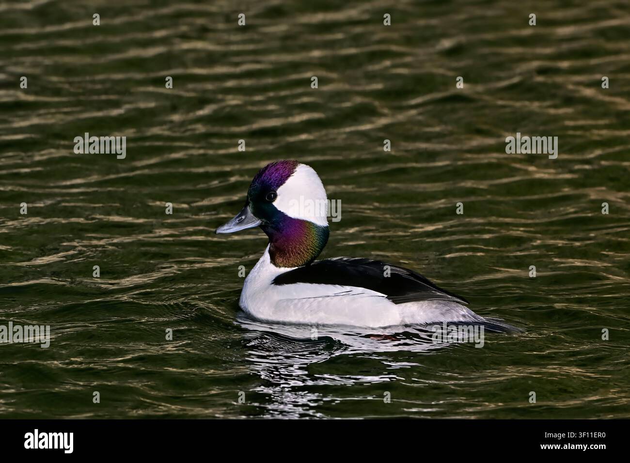 Un'immagine straordinaria di una anatra Buffelhead che mostra piume iridescenti mentre galleggia sulle acque tranquille di un lago rurale dell'Alberta. Foto Stock