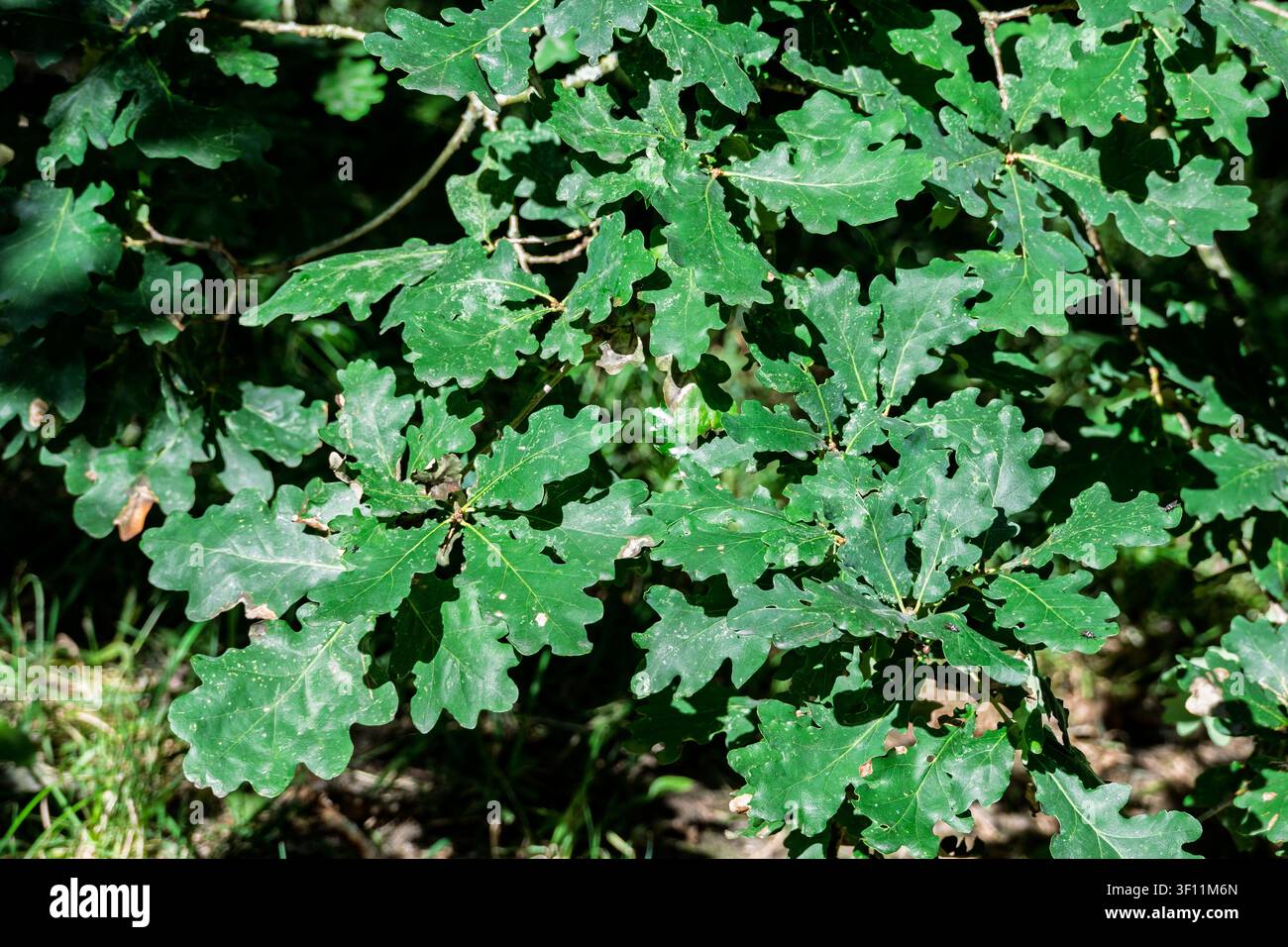 Vive foglie di quercia verde che fluttuano dolcemente in una leggera brezza, illuminate dai caldi raggi del sole che filtrano attraverso gli alberi. Foto Stock