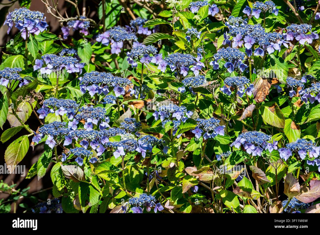 In un giardino lussureggiante, fiori di ortensia blu vivaci si crogiolano nel sole estivo, i loro petali delicati brillano contro le ricche foglie verdi. Natura' Foto Stock