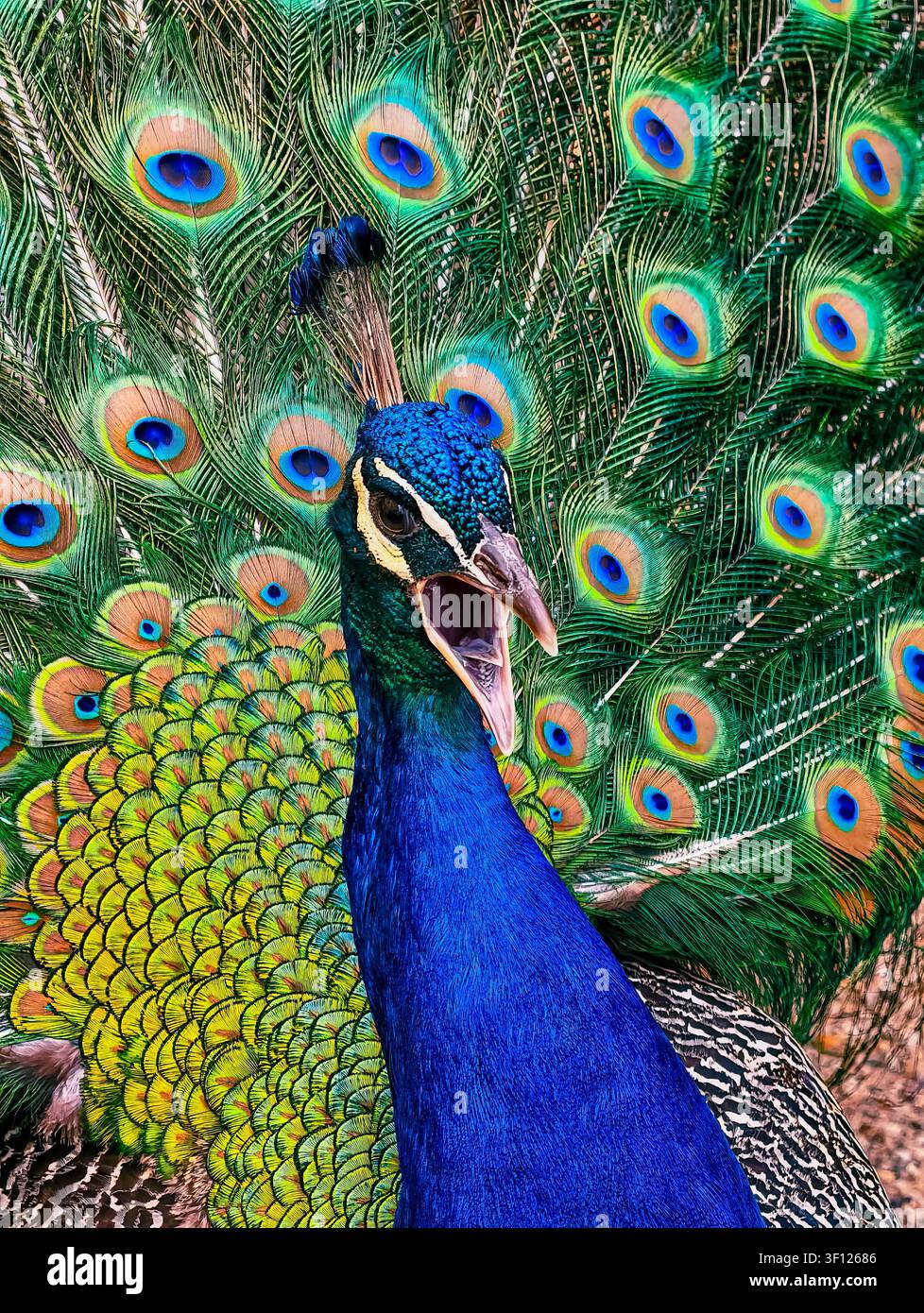 Pavone con la coda completamente aperta e richiamo con il becco aperto, piume blu, verdi e dorate vibranti che creano un ritratto drammatico della fauna selvatica, verticale Foto Stock