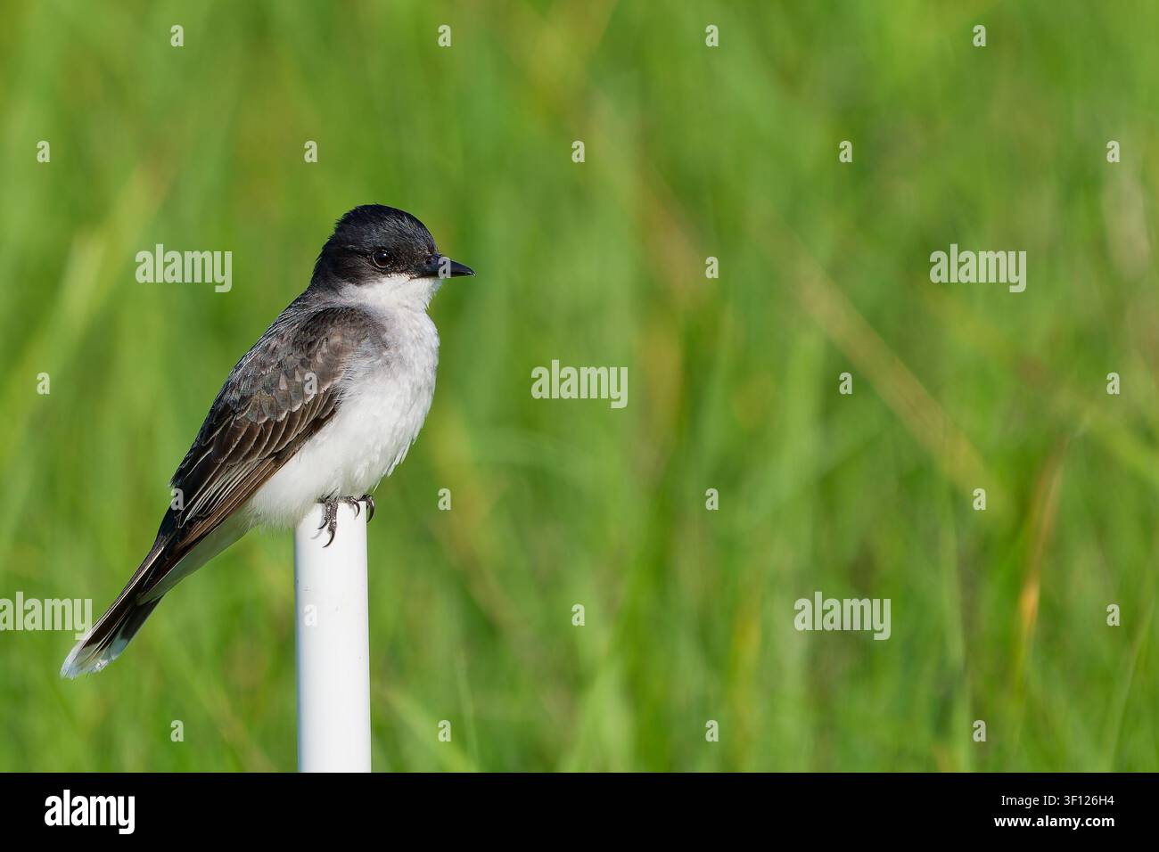 Martin pescatore orientale appollaiato su un palo bianco in un prato verde Foto Stock