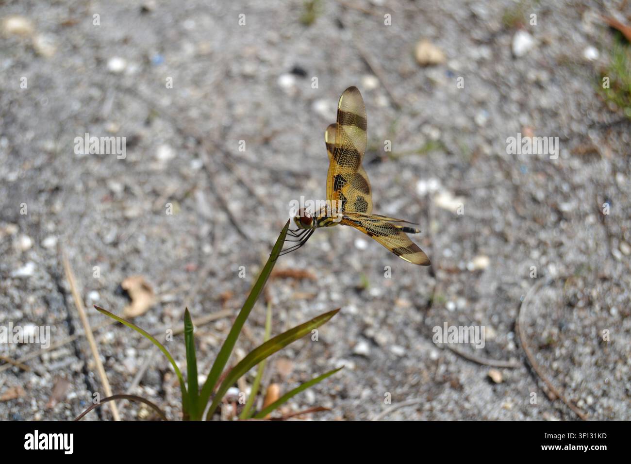 Libellula a forma di pennone di Halloween seduta su una pianta che ondeggia nella brezza Foto Stock