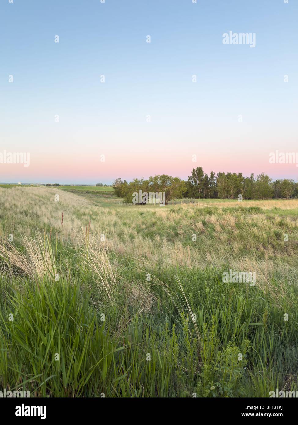 Una foto paesaggistica grandangolare di un campo erboso aperto nell'Alberta meridionale durante un vivido sorgere del sole - Immagine stock catturata con smartphone
