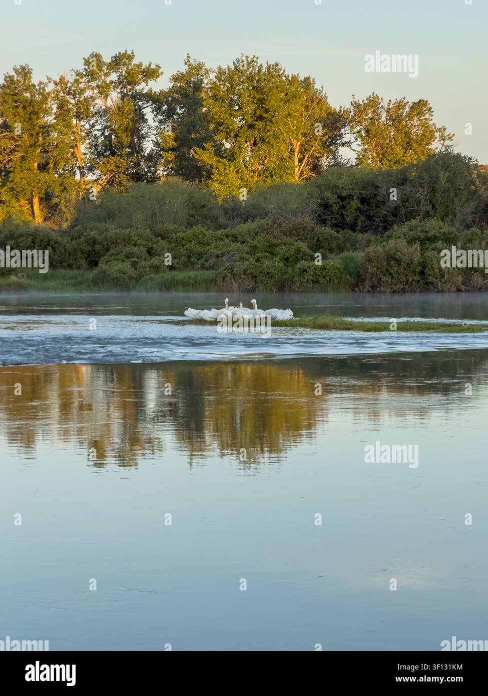 Un gruppo di pelicani bianchi che riposano su una piccola zona erbosa nel mezzo di un fiume calmo nel sud dell'Alberta, Canada - Immagine stock catturata con smartphone
