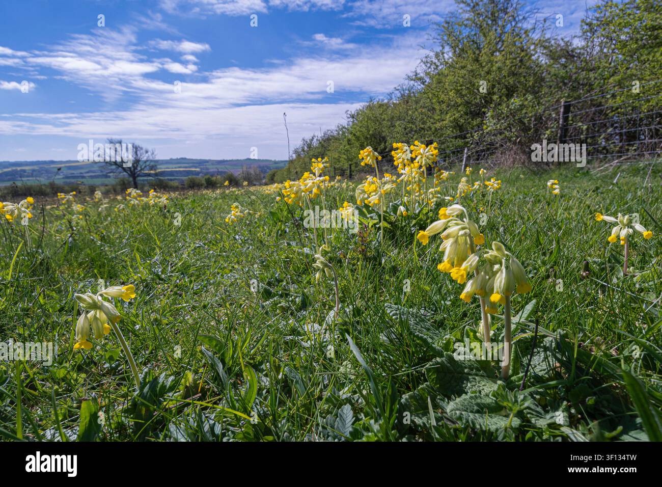 Primule Primula veris, in fiore nel prato, colline in lontananza, cielo azzurro, aprile 2026 Foto Stock