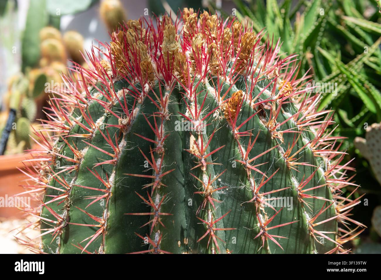 Primo piano di una testa di turco (ferocactus hamatacanthus) Foto Stock