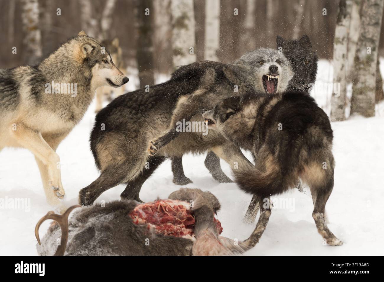 Lupi grigi (Canis lupus) Conflitto alla uccisione del cervo dalla coda bianca in inverno - animale cattivo Foto Stock