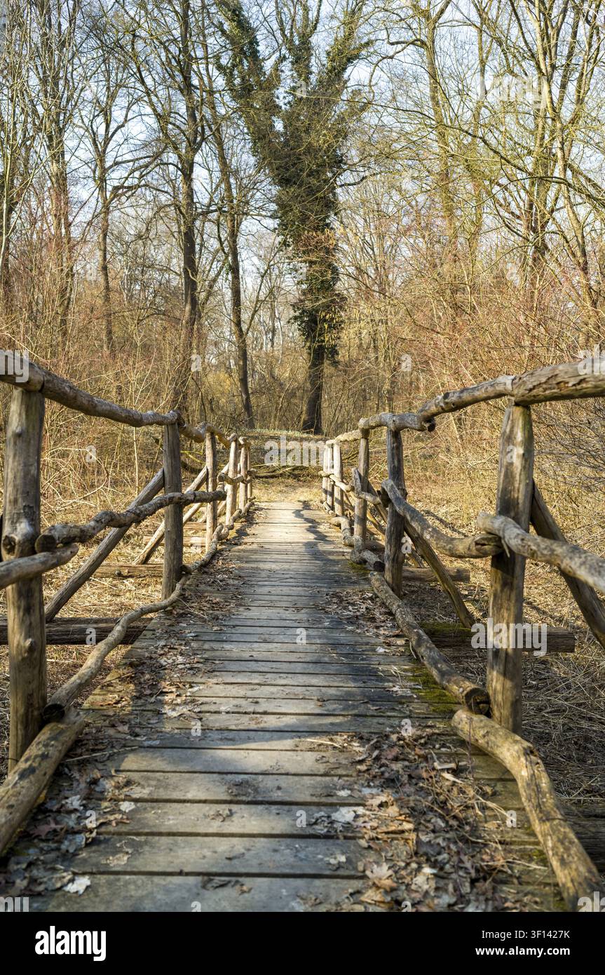 Ponte verso la foresta Foto Stock