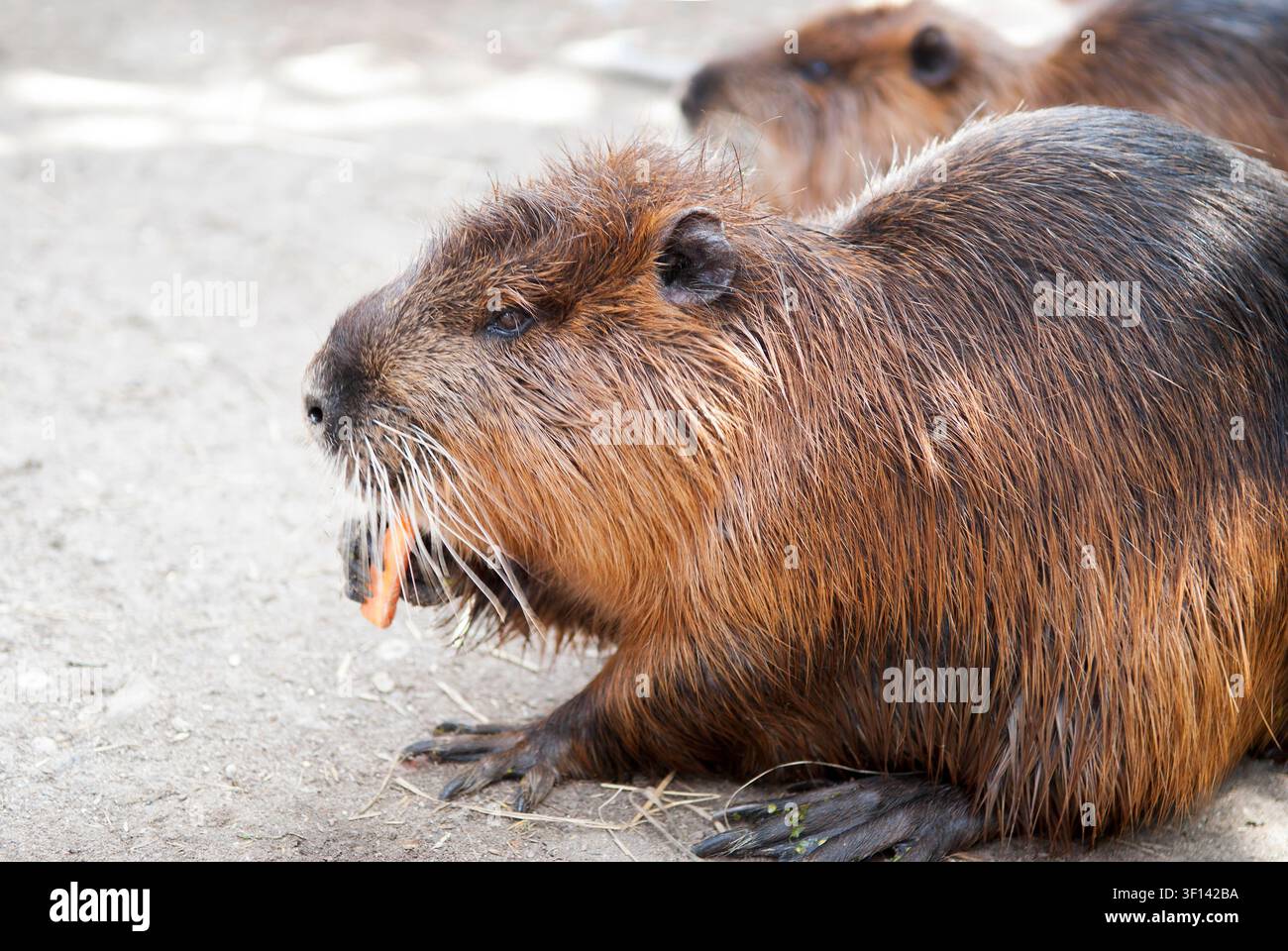 Castoro che mangia una carota Foto Stock