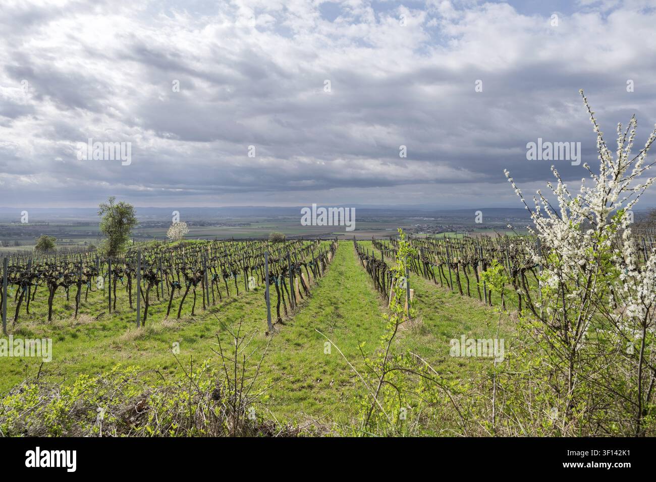 Vigneto sotto un cielo nuvoloso Foto Stock