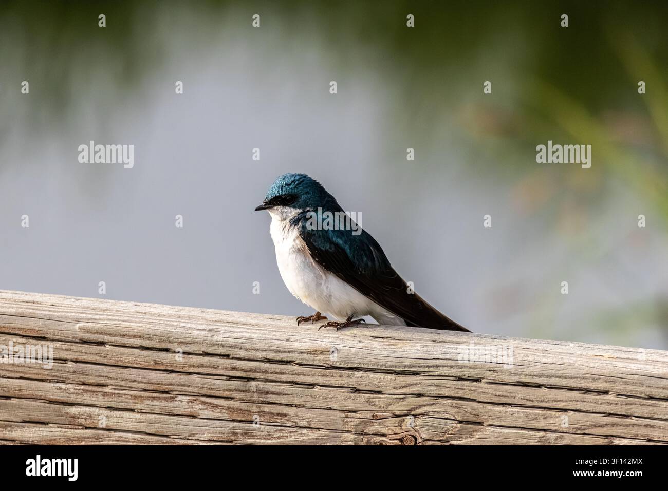 Rondine arboricola Tachycineta bicolor appollaiata su una ringhiera di legno consumata con sfondo sfocato a Anchorage, Alaska, USA Foto Stock