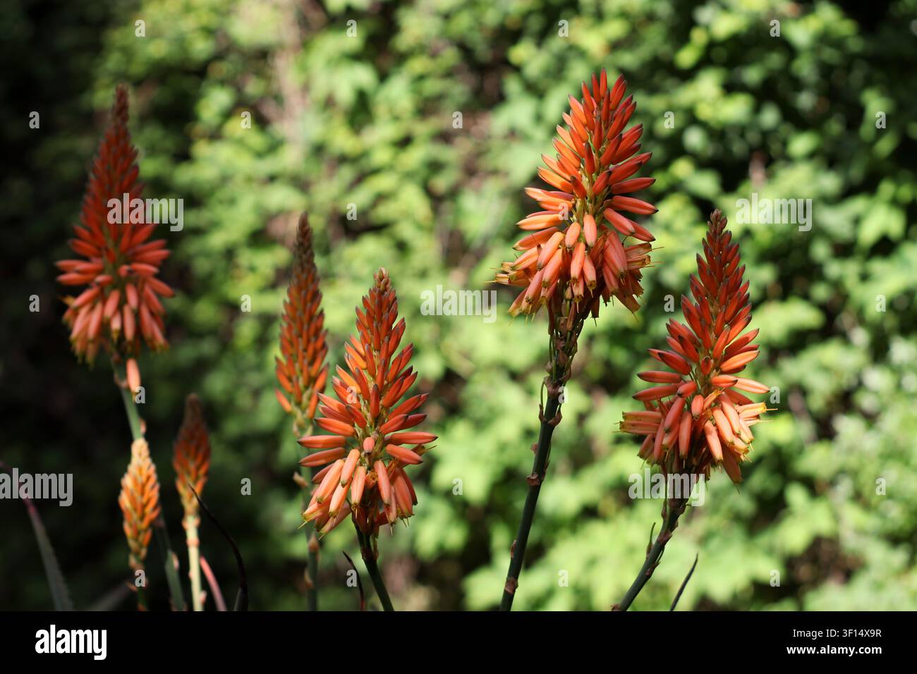 Spighe di fiore di aloe arancione che si innalzano sopra un giardino botanico mediterraneo. Fotografia all'aperto di una succulenta in fiore adattata ai climi secchi, catturata i Foto Stock