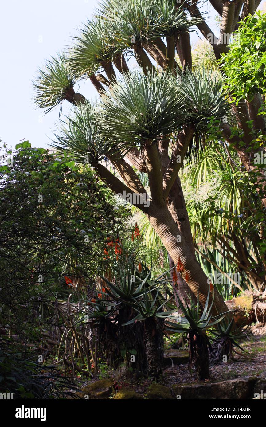 Albero del drago che cresce in un giardino botanico mediterraneo con aloe e vegetazione subtropicale. Paesaggio esterno fotografato in Portogallo Foto Stock