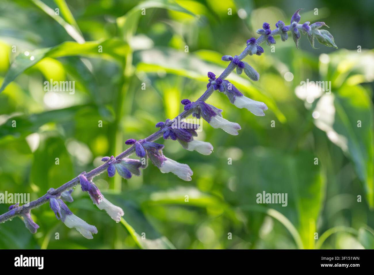 Salvia leucantha, salvia cespugliosa messicana, che cresce in un giardino in Texas. Foto Stock