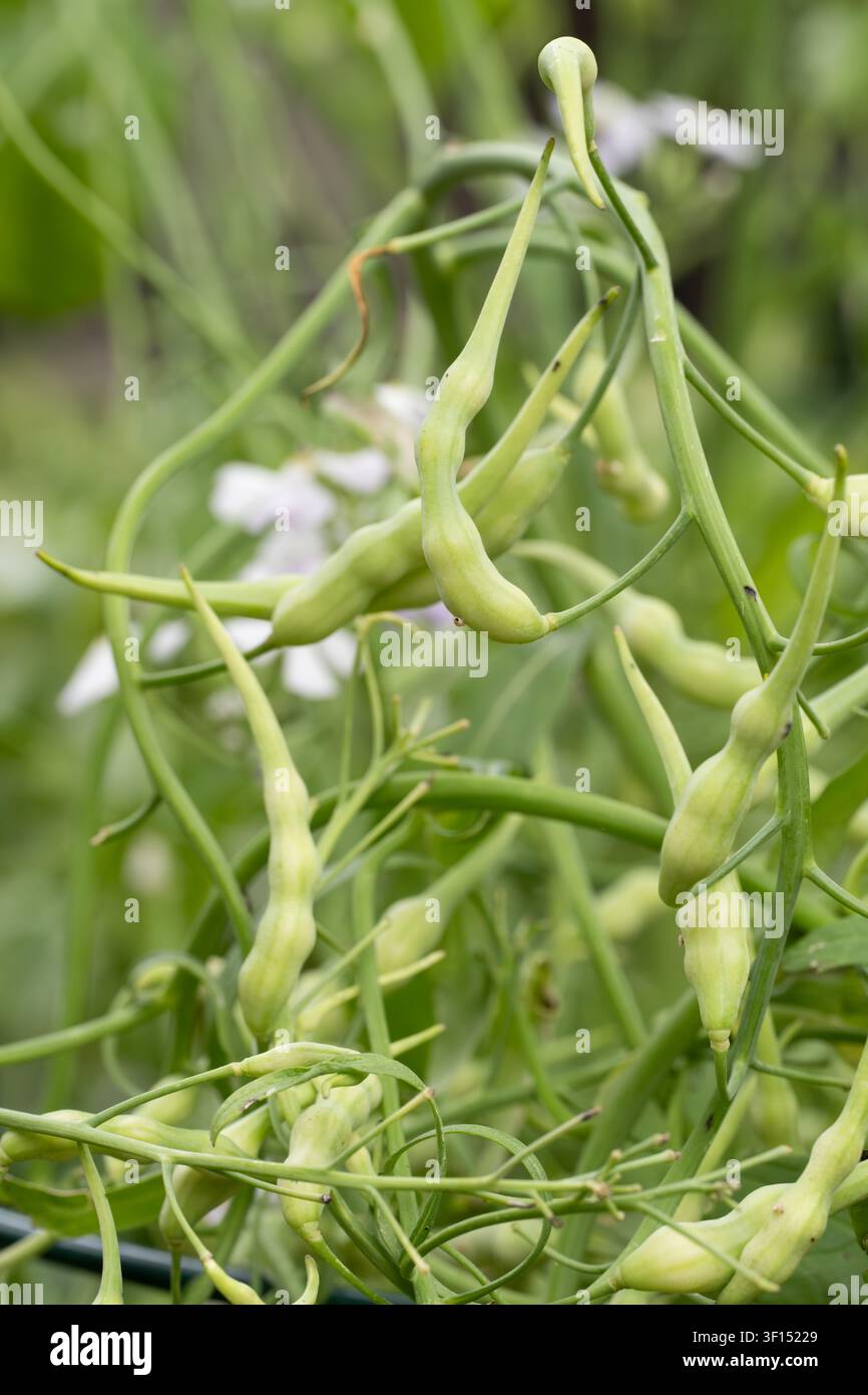 Capsule di semi di rafano Daikon in sviluppo. Foto Stock