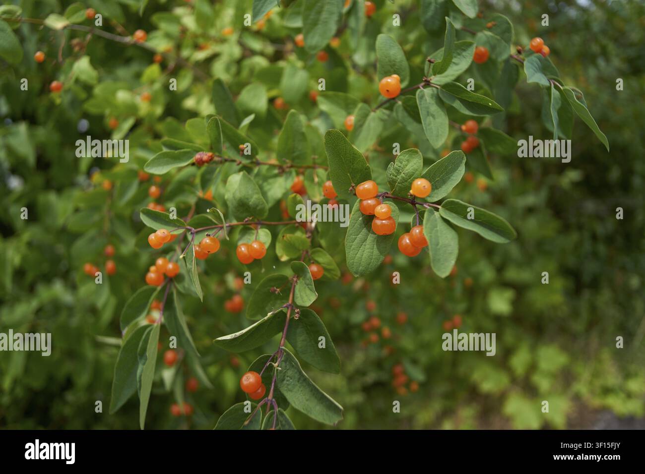 Frutti del caprifoglio tatarico (Lonicera tatarica), bacche, frutto, bacca, arancione, siepe, ciliegia, caprifoglio, tatarico, Schwäbisch Hall, Hohenlohe, Ge Foto Stock