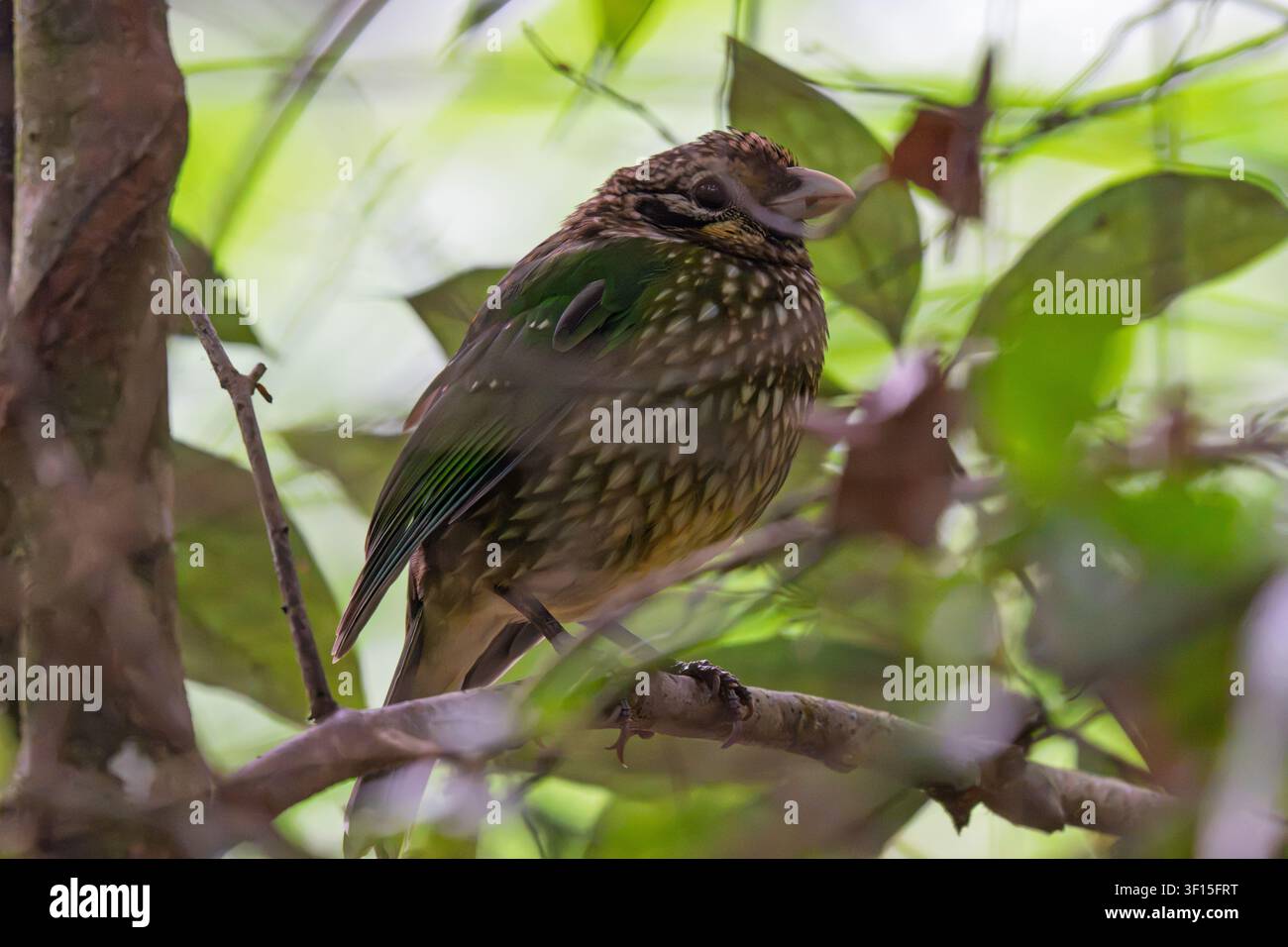 Uccello gatto maculato appollaiato nella foresta pluviale del lago Eacham Foto Stock