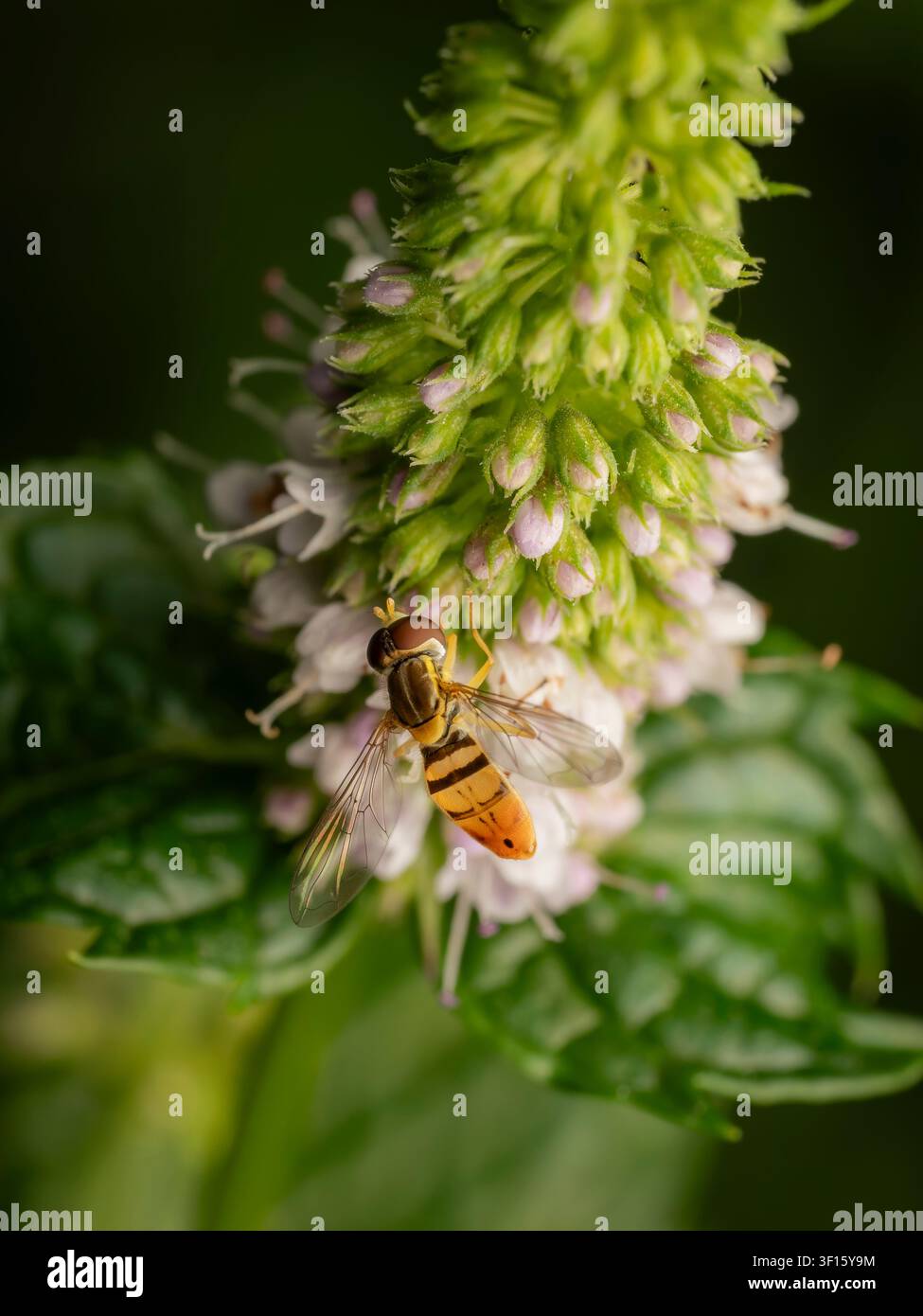 Colpo macro dall'alto di una mosca volante striata appoggiata su uno stelo di menta fiorito verde e viola con uno sfondo di fogliame verde lussureggiante Foto Stock