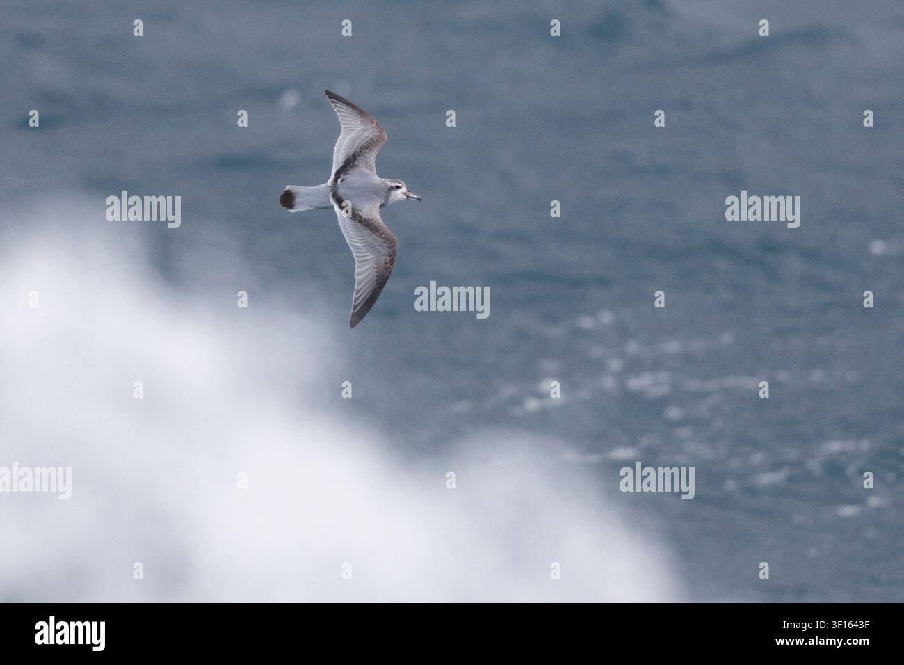 Prione dal becco sottile (Pachyptila belcheri) singolo uccello adulto in volo, Atlantico meridionale, vicino all'isola di Gough, territorio d'oltremare britannico Foto Stock