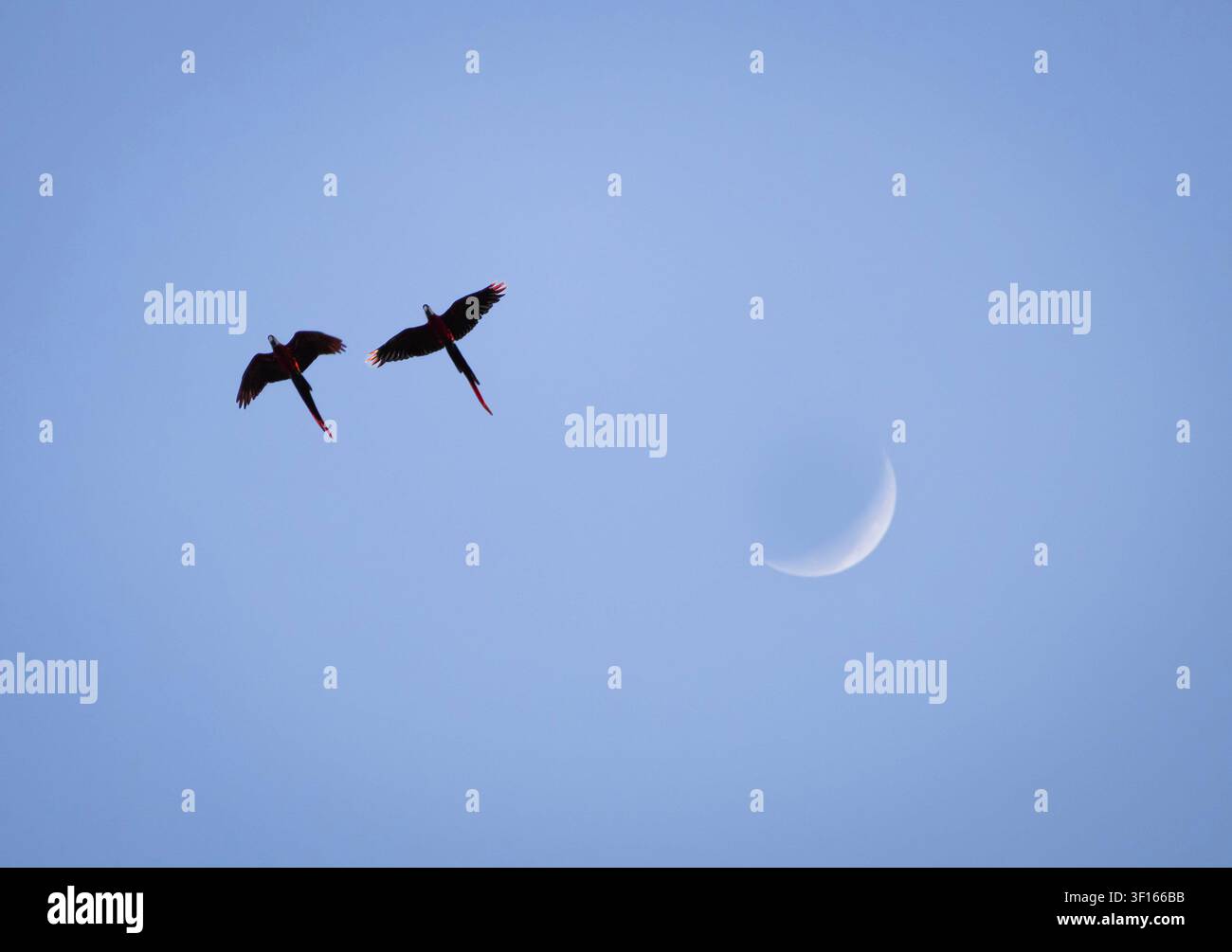Due pappagalli (parrocchetti) in volo libero contro il cielo blu e la luna crescente sullo sfondo, che mostrano la bellezza della fauna della foresta pluviale amazzonica Foto Stock