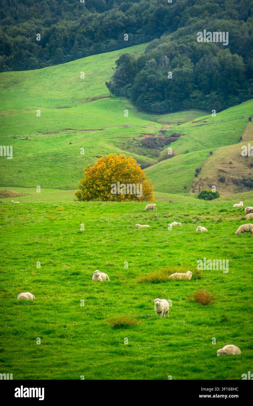 Gregge di pecore che pascolano sulle rigogliose colline verdi e ondulate della Fattoria Alexander al set cinematografico di Hobbiton, Matamata, Nuova Zelanda Foto Stock
