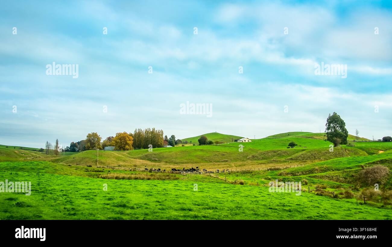 Le colline verdi ondulate e il paesaggio panoramico del pascolo che circondano il set cinematografico di Hobbiton e l'Alexander Farm vicino a Matamata, Waikato, Nuova Zelanda. Foto Stock