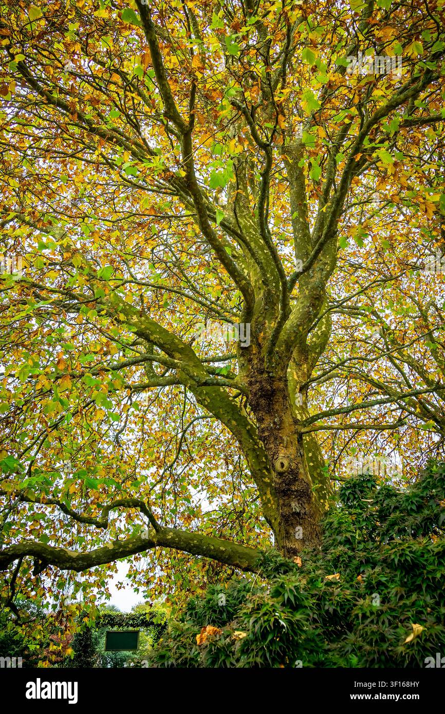 Bellissimo platano di Londra con una vivace chioma autunnale e rami distesi contro un cielo luminoso, catturato da una prospettiva bassa. Foto Stock