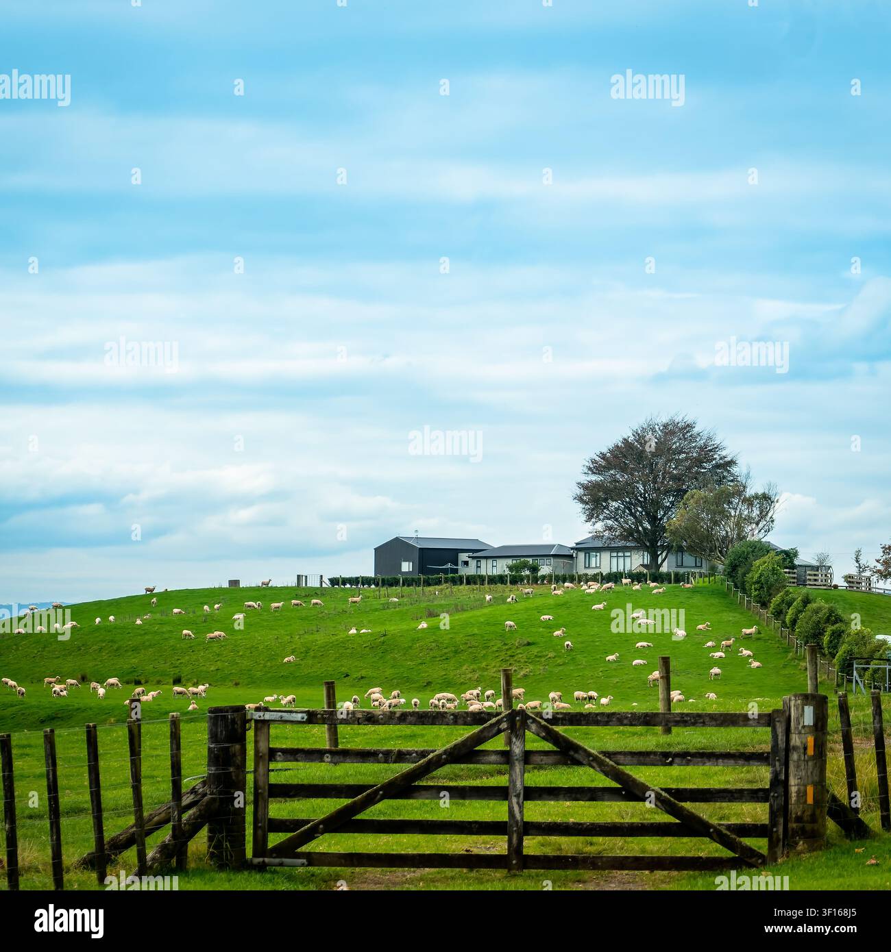 Peccari al pascolo sui prati verdi e ondulati della fattoria della famiglia Alexander al set cinematografico di Hobbiton vicino a Matamata, Nuova Zelanda. Foto Stock