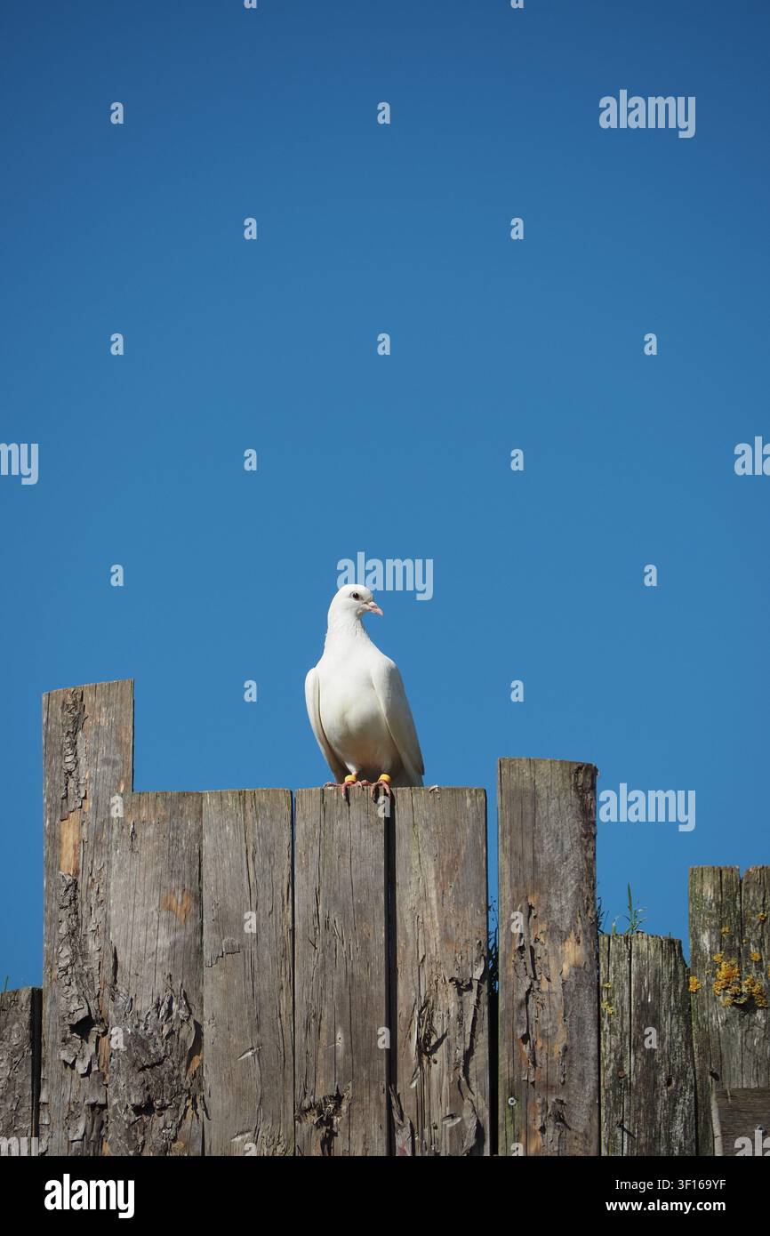Colomba su vecchi pali contro un cielo luminoso Foto Stock
