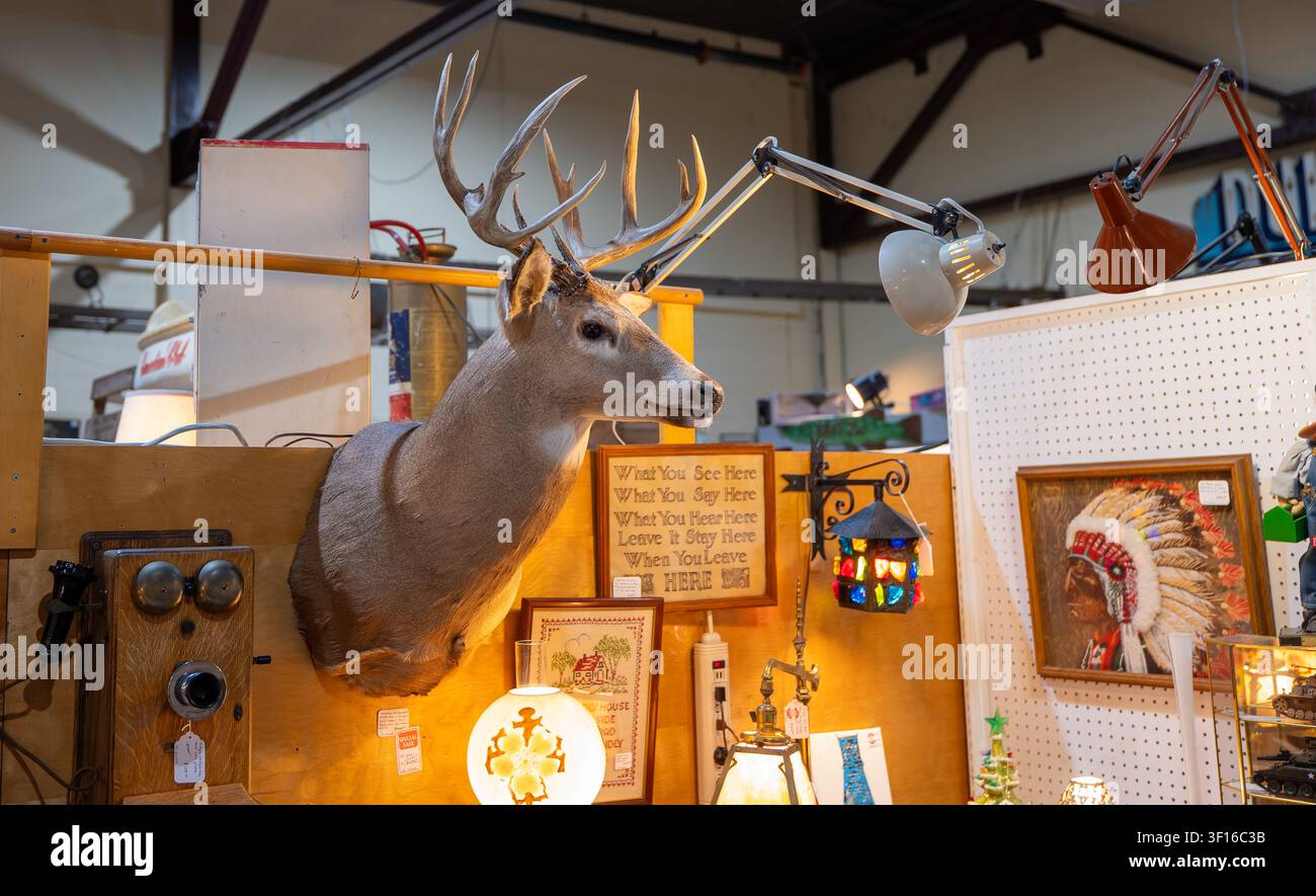 DULUTH, MN - 24 GIUGNO 2026: Interno di una bancarella di antiquariato a Duluth, Minnesota, con un grande montaggio di tassidermia di un cervo dalla coda bianca, un telefono vintage, Foto Stock