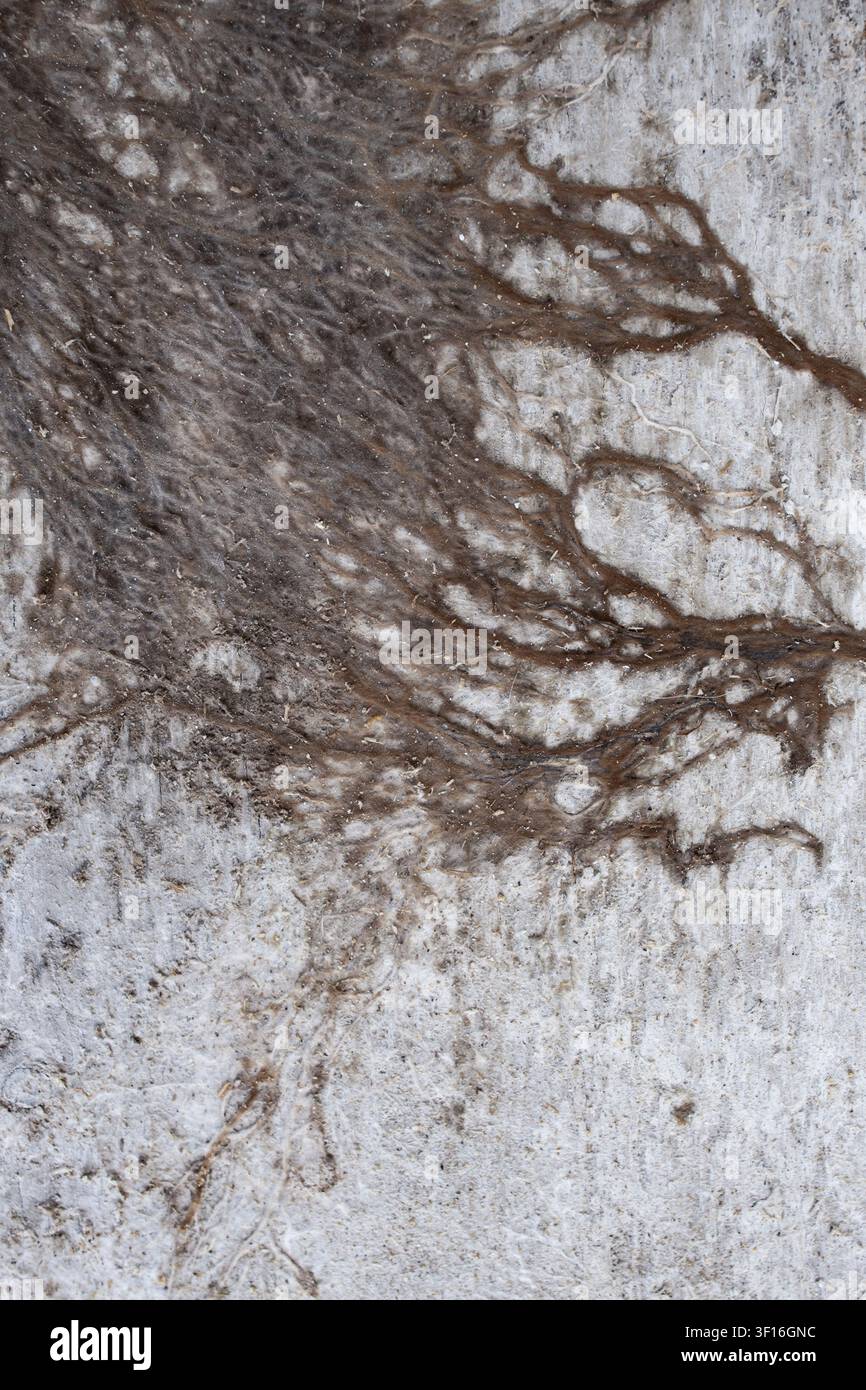 Un primo piano macro verticale che mostra una struttura dettagliata di muffa miceliale marrone che si diffonde su una superficie umida Foto Stock