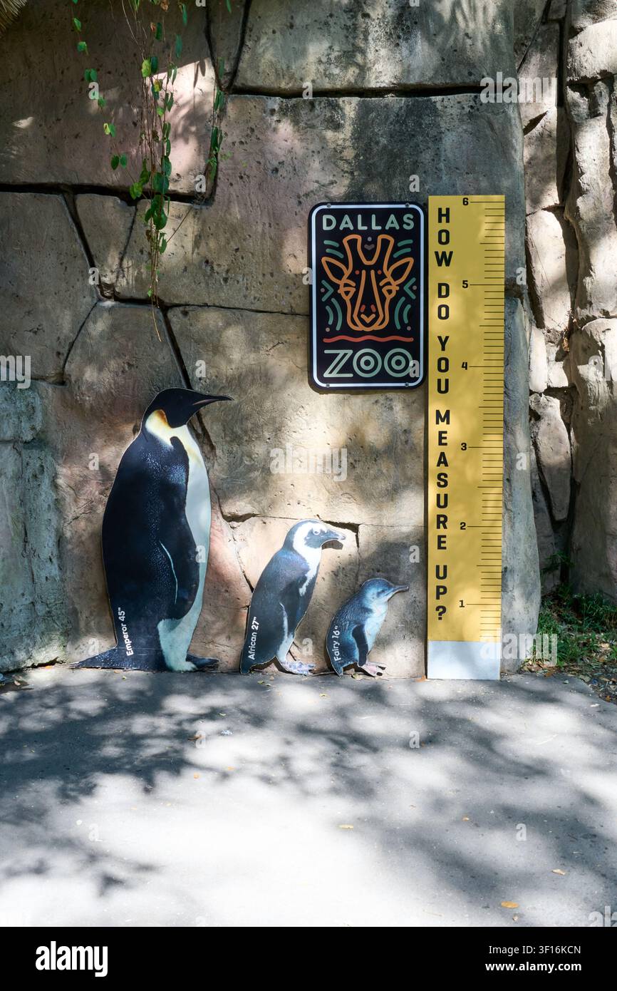 DALLAS, TX, USA - 10 LUGLIO 2026: Un display di misurazione dell'altezza dei pinguini è mostrato allo zoo di Dallas, con ritagli di diverse specie di pinguini. Il Foto Stock