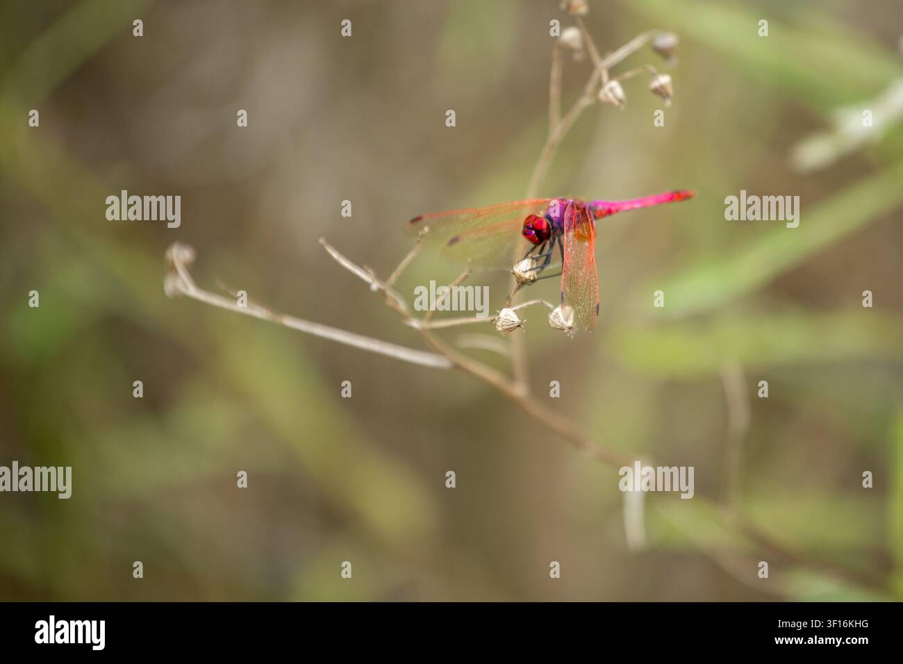 immagine macro di una libellula rosso brillante appollaiata su uno stelo d'erba secca con ali delicate e trasparenti e profondità di campo ridotta. lo sfondo morbido alto Foto Stock