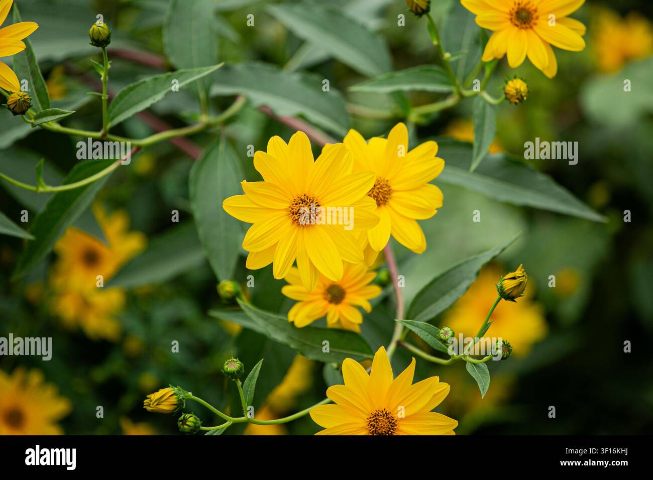 Primo piano di fiori gialli vivaci simili a margherite che fioriscono in un giardino rigoglioso verde durante l'estate. L'immagine presenta fiori freschi, boccioli non aperti e un morbido Foto Stock