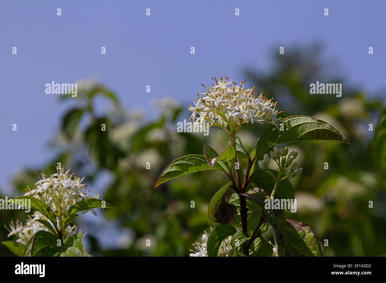 Cornus sanguinea mostra grappoli di delicate fiori bianchi sui suoi rami rossi sorprendenti sotto un cielo blu brillante durante la stagione vivace della primavera Foto Stock