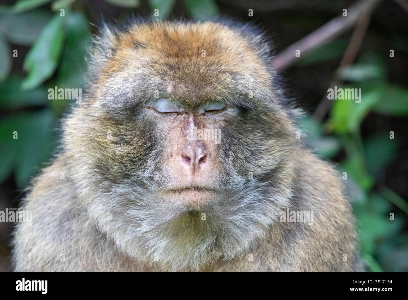 Un ritratto in primo piano di una scimmia magro barbaresco pelosa con gli occhi ben chiusi su uno sfondo morbido di fogliame verde Foto Stock