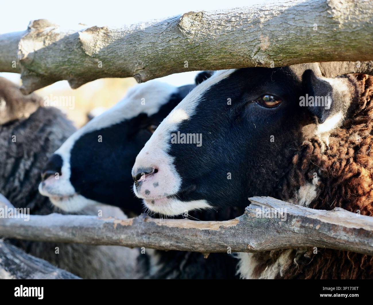 Peccore domestica con lana soffice che sbircia attraverso una recinzione rustica in tronchi di legno in una fattoria di campagna. Allevamento di animali, recinto per il bestiame Foto Stock