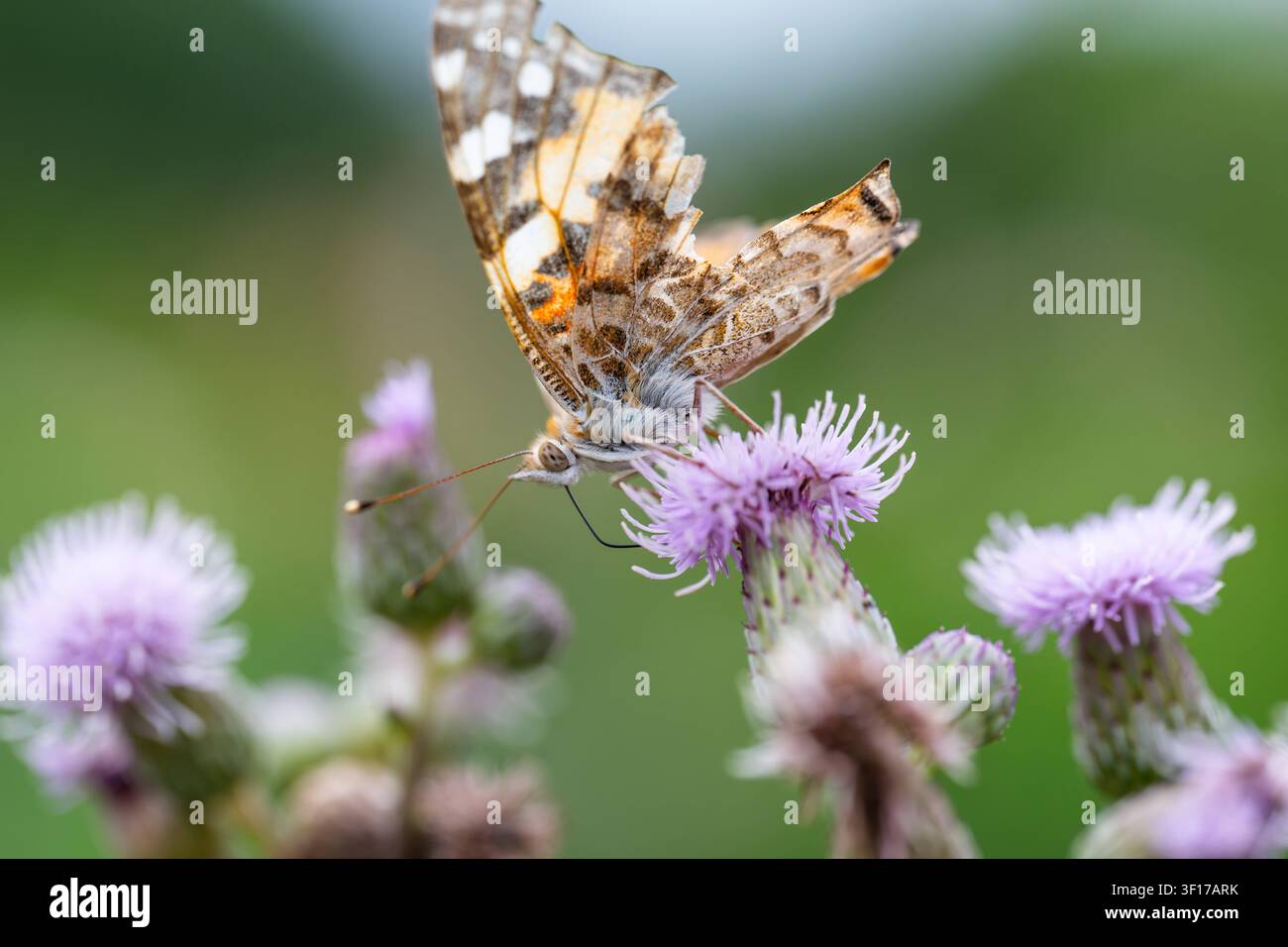 Farfalla vanesse con ali danneggiate che si nutre sui fiori di una cardo comune, giardino, Wilnsdorf, Siegerland, Renania Settentrionale-Vestfalia, Germania, 9.7.2026 *** Una farfalla vanesse con ali danneggiate (Painted Lady) che si nutre sui fiori di una cardo comune, giardino, Wilnsdorf, Siegerland, Renania Settentrionale-Vestfalia, Germania, 9 luglio 2026 Copyright: xDirkxManderbachx Foto Stock