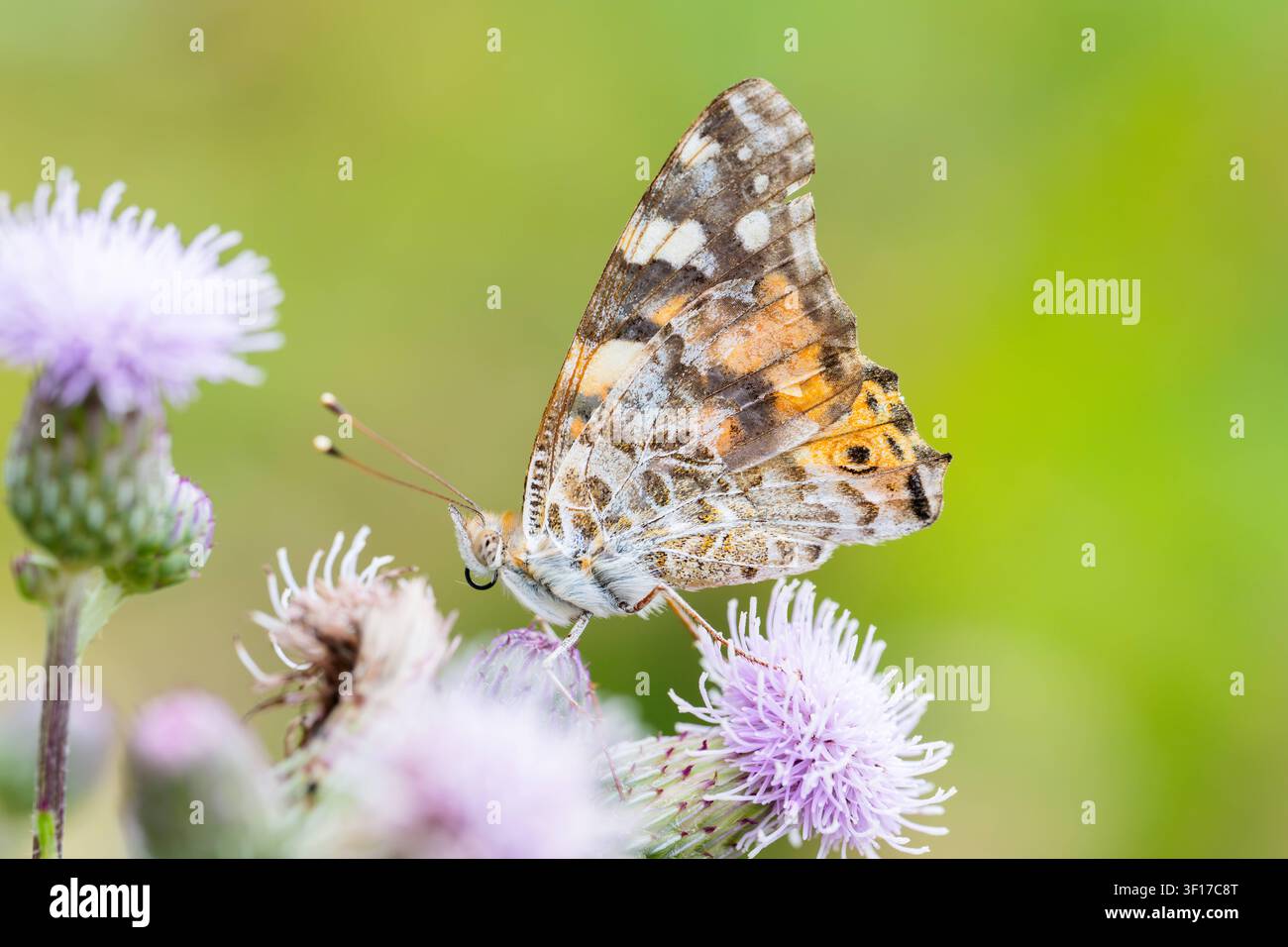 Farfalla del cardo cerca nutrimento sui fiori di una cardo comune, giardino, Wilnsdorf, Siegerland, Renania Settentrionale-Vestfalia, Germania, 9.7.2026 *** Una farfalla Vanessa del cardo si nutre dei fiori di un cardo, giardino, Wilnsdorf, Siegerland, Renania Settentrionale-Vestfalia, Germania, 9 luglio 2026 Copyright: xDirkxManderbachx Foto Stock