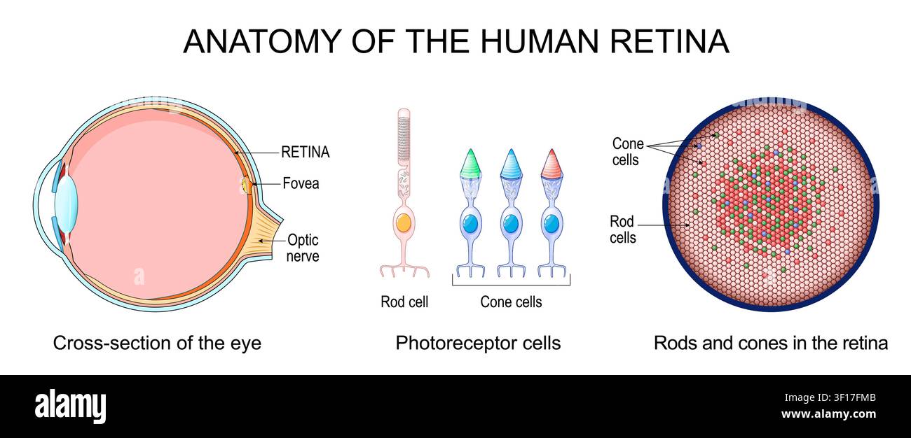 Anatomia della retina umana. Sezione trasversale dell'occhio. Primo piano dei fotorecettori bastoni e coni. Struttura della retina. Diagramma infografico per Ophth Illustrazione Vettoriale