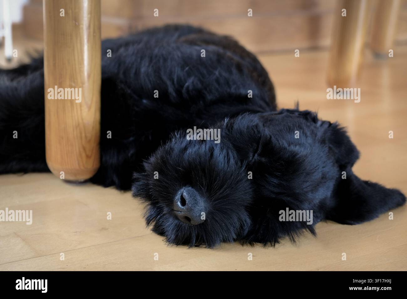 Adorabile cane nero e soffice che fa un pisolino tranquillamente su un pavimento di legno chiaro al chiuso, perfetto per concetti di cura degli animali domestici e stile di vita. Foto Stock