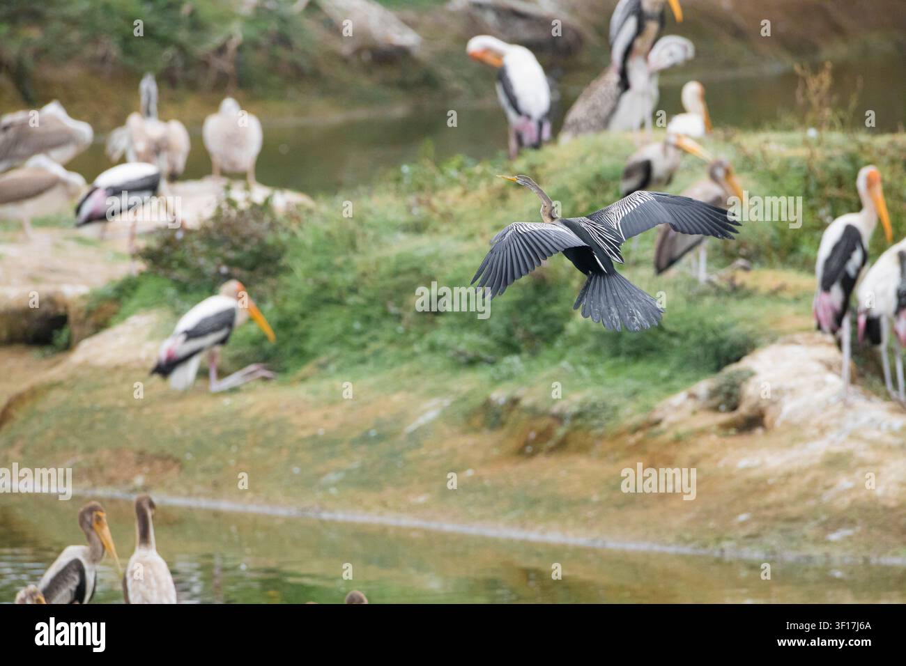 Iibis sacri, pelicani dal becco macchiato, airone cenerino e nardi orientali abitano una zona umida fiorente sul lago con alberi di mangrovie. Foto Stock