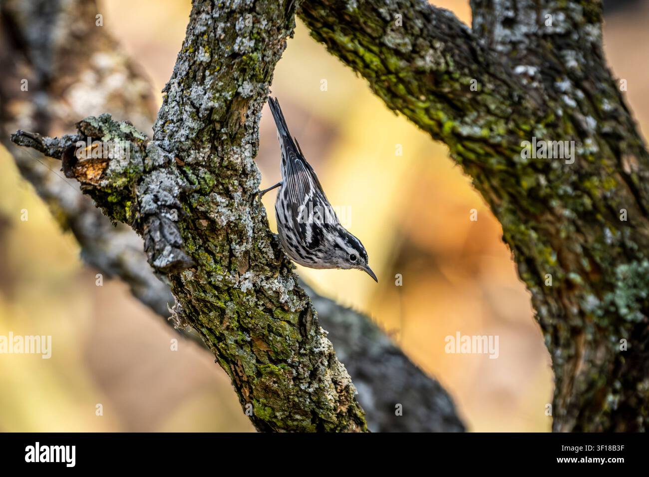 Un Parula bianco e nero al Giardino Botanico dell'UNAM, Città del Messico, Messico Foto Stock