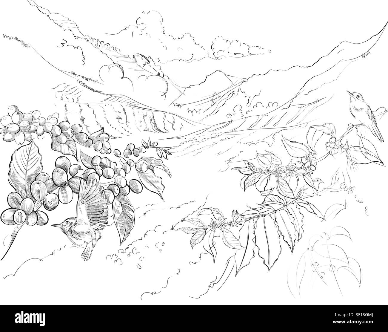 Un disegno lineare dettagliato che mostra una piantagione di caffè sulle montagne con uccelli, bacche di caffè e foglie in un'illustrazione naturalistica minimalista Foto Stock