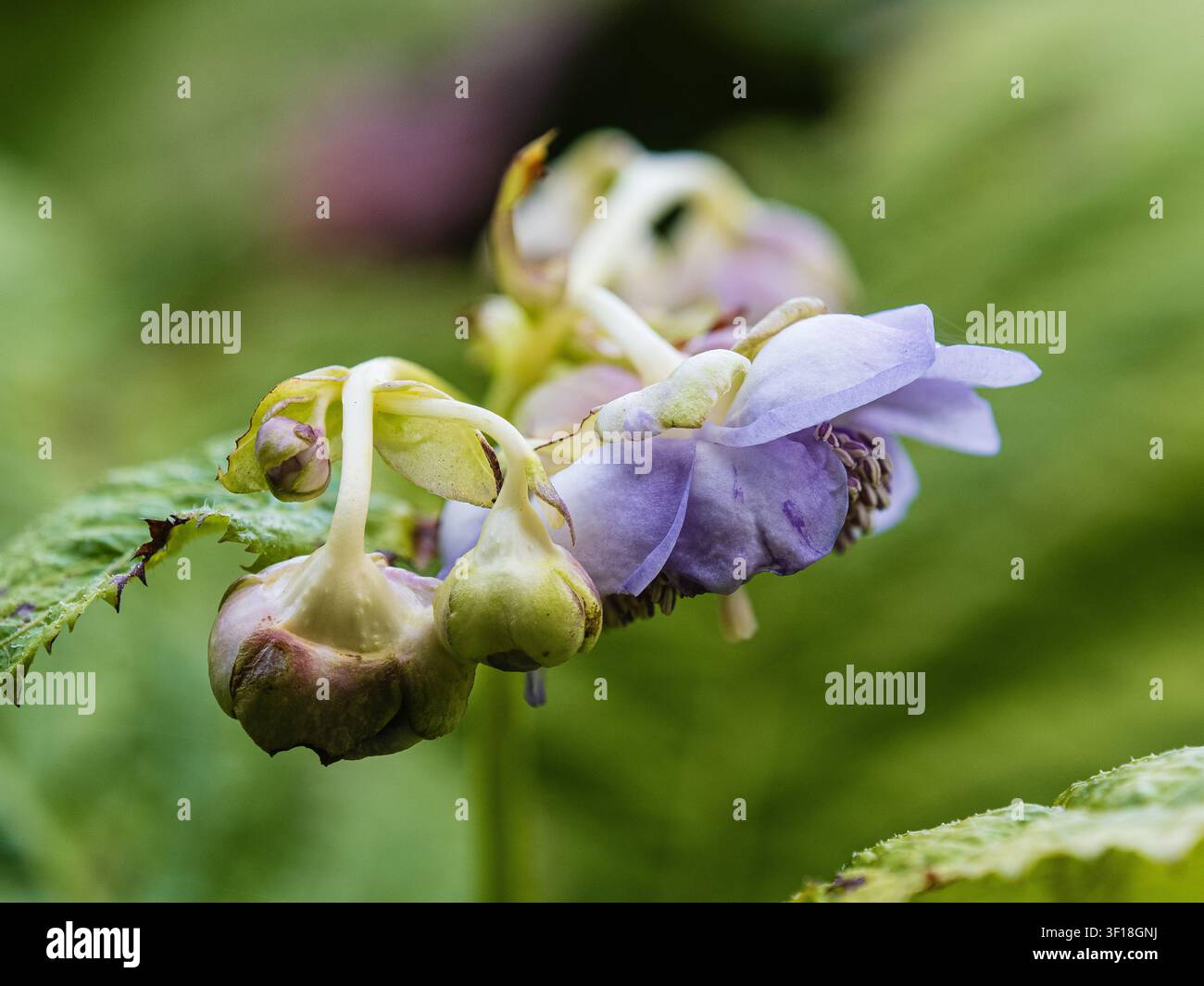 Fiori estivi della pianta perenne resistente del bosco giapponese, Deinanthe caerulea 'Blue Ice' Foto Stock