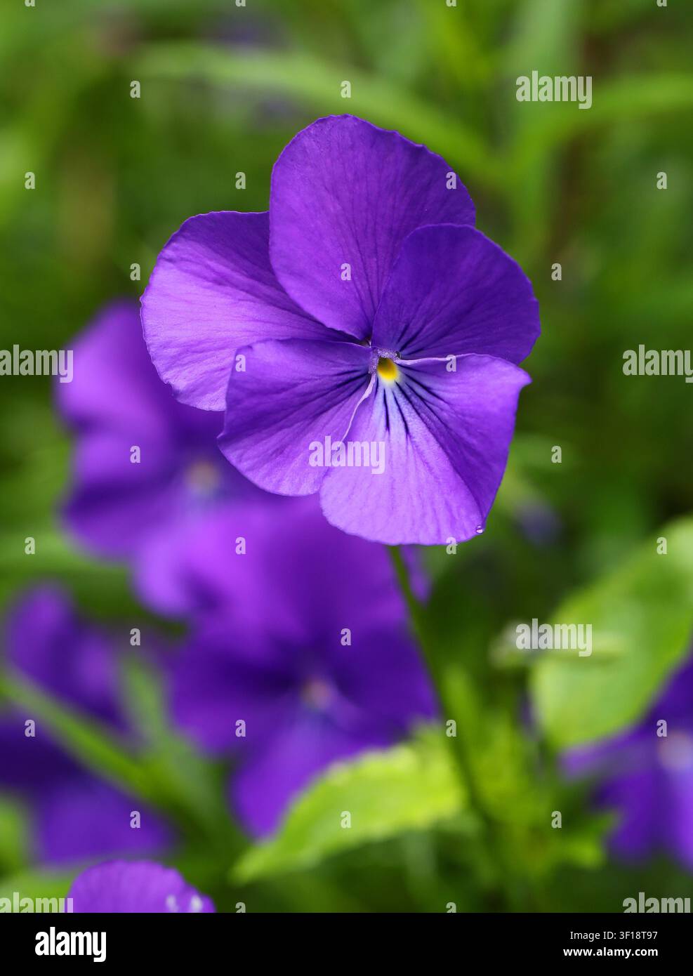 Viola, Pensiero o Viola cornuta, Viola cornuta, Viola 'Avril Lawson', Violaceae. Regno Unito. Sono piante perenni sempreverdi compatte. Foto Stock