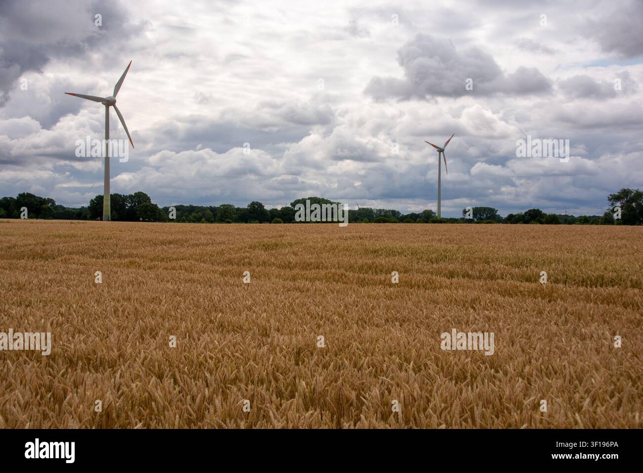 Turbine eoliche in un campo di grano dorato Foto Stock