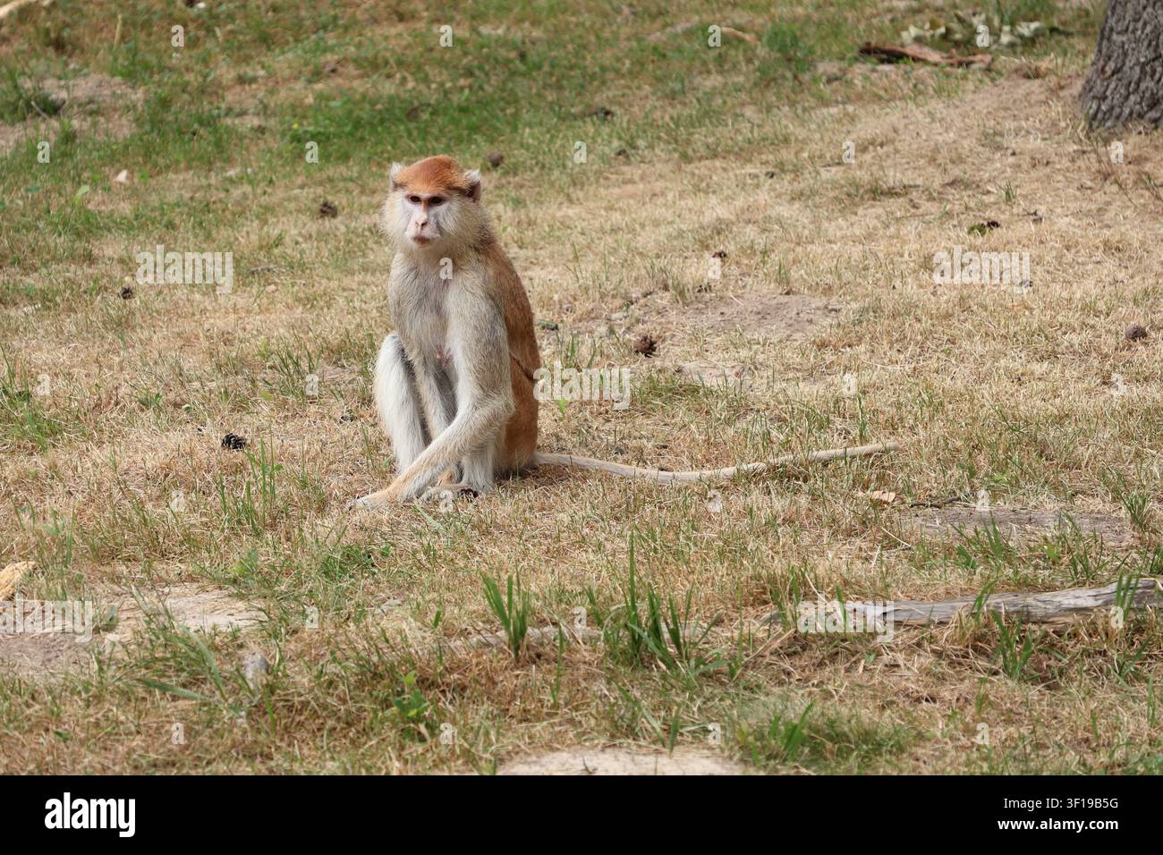 Scimmia Patas seduta su terreno erboso asciutto Foto Stock