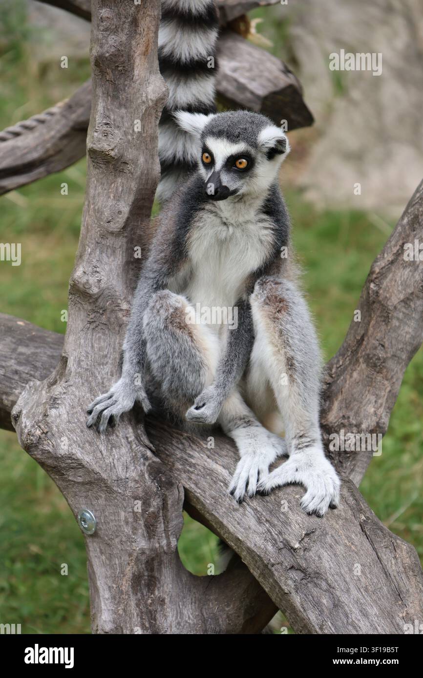 Lemure Cata Catta seduto su un ramo Foto Stock