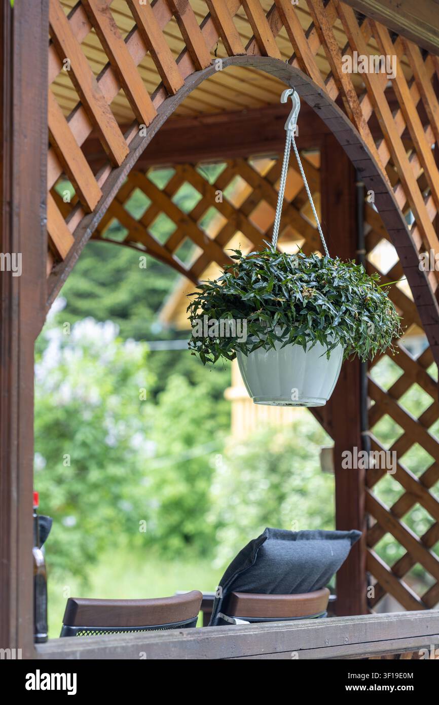 Una pianta rampicante verde in un cesto bianco appesa a una grata di legno. Uno sfondo sfocato del giardino fornisce spazio per il testo sopra un patio Foto Stock